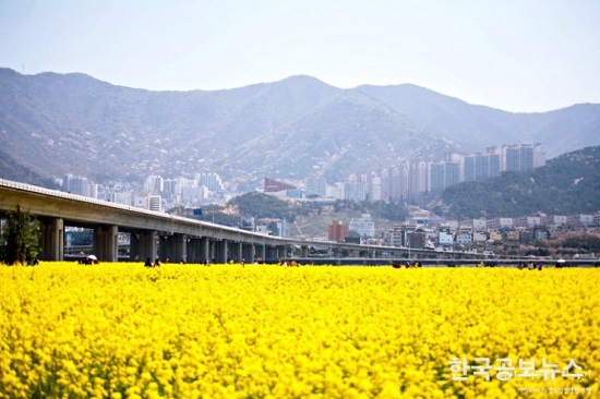 제9회 부산낙동강 유채꽃 축제가 4월 1일부터 한 달 동안 비대면 축제로 개최된다.(사진출처=부산시)