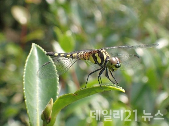 국가기후변화지표종인 ‘남색이마잠자리’.(출처=부산시)