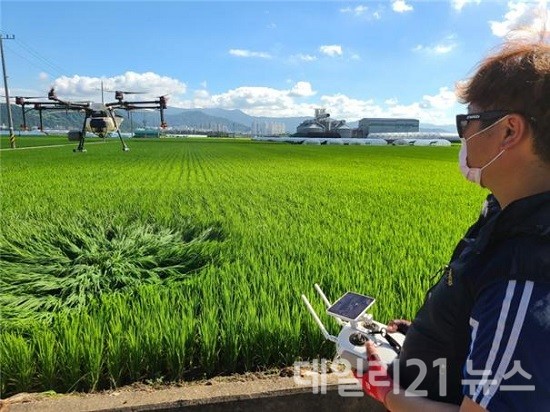   부산 청년농업인 드론영농단의 병해충 방제모습.(출처=부산시)