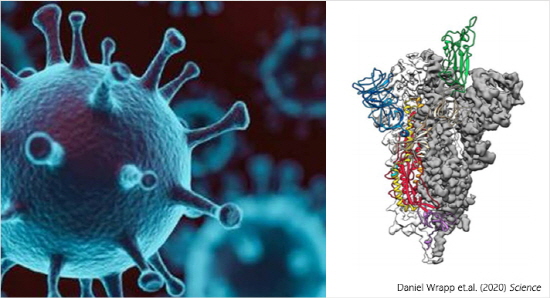 (왼쪽) 코로나19 바이러스의 3차원 가상모델 / (오른쪽) 코로나19 바이러스의 돌기(스파이크 단백질)를 크라이오템(Cryo TEM)으로 영상분석해 얻은 원자수준의 3차원 단백질 구조 지도. [제공=부산대]