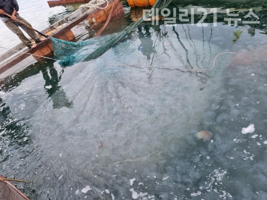 해파리 구제 작업을 하고 있는 모습.[제공=거제시]