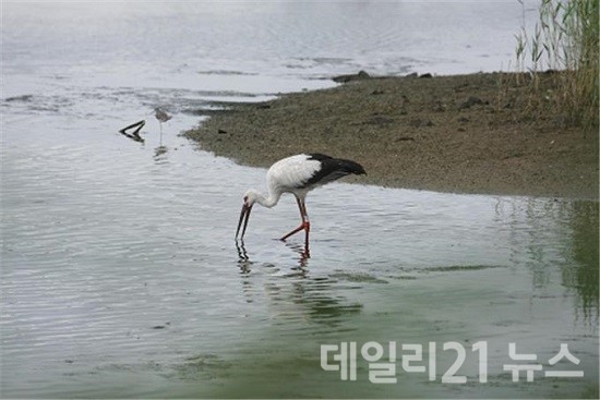 천연기념물 ‘황새’.(출처=부산시 낙동강관리본부)