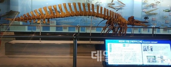 ‘큰이빨부리고래(사진제공=해양자연사박물관 제공)