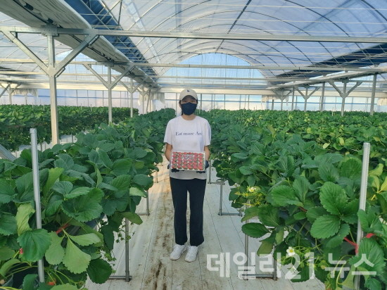 스마트팜 청년농업인 딸기 첫 수확 모습.[제공=김해시]