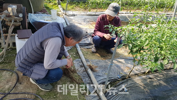 밀양농업119 농업현장기술팀이 고추 습해 피해농가에 방문해 현장지도를 하고 있다./사진=밀양시 제공