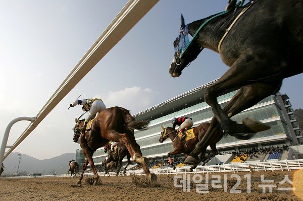 지난 8일 서울과 부산에서 올해 경주로에 데뷔, 이제 겨우 3∼5경주를 달려본 어린 경주마들이 실력을 겨루는 ‘쥬버나일(청소년) 시리즈’ 경주가 펼쳐졌다.(사진은 렛츠런파크 부산경남 경마 장면.출처=렛츠런파크 부산경남경마공원)