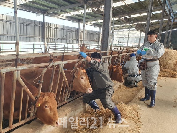 경남도 가축방역 전문가(수의사)가 한우 농가에서 전염병 예방 접종을 하고 있다.[사진=경남도 제공]